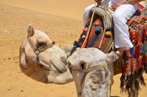 Loving Camels von Malcolm Snook