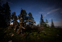 Toter Baum unter Sternenhimmel von Lukas Kirchgasser