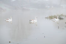 swans in fog by mark severn