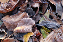 autumn leaves von mark severn
