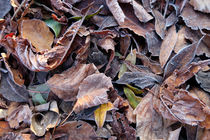 autumn leaves by mark severn