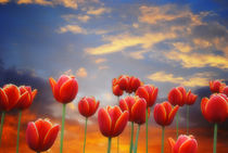 Tulip Sunset by CHRISTINE LAKE