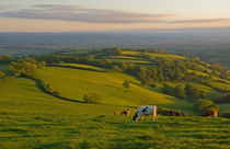 Fields and Cows in Devon von Pete Hemington