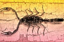 Scorpion bi-color by leddermann