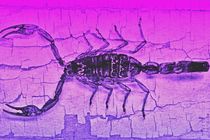 Scorpion with lady colors von leddermann