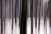 Bewegter Wald 1 by Bruno Schmidiger