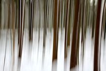 Bewegter Wald 2 by Bruno Schmidiger