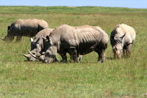 Group Of White Rhino by Aidan Moran