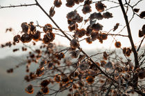 Winter leaves von Federico C.