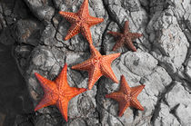 Starfish by cinema4design