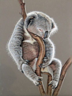 Koala-sleep-foto3