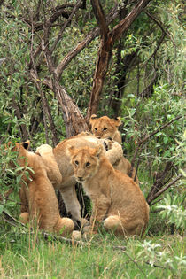  Masai Mara Lion Cubs by Aidan Moran