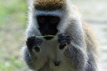 Vervet Monkey by Aidan Moran