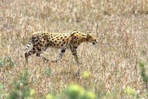 Serval Cat - Kenya von Aidan Moran