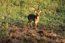Masai Mara Dikdik Deer von Aidan Moran