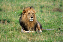 Male Lion On The Masai Mara by Aidan Moran