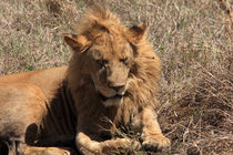  Lions of The Ngorongoro Crater, Tanzania by Aidan Moran