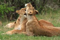 Lions On The Masai Mara von Aidan Moran