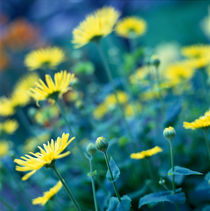 Gelbe Blumen im Garten. von li-lu