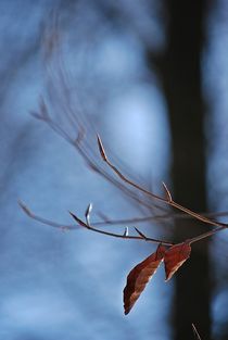 winter leaves... by loewenherz-artwork