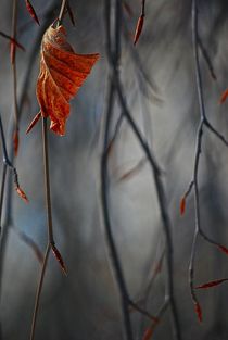 winter leaves... 6 by loewenherz-artwork