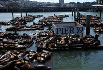 Pier 39 San Francisco Bay by Aidan Moran