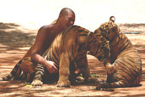 monk and tigers von emanuele molinari