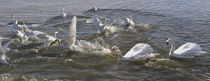 Schwanensee - Swan lake IV von Chris Berger