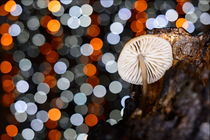 forest mushrooms by Sorin Lazar Photography