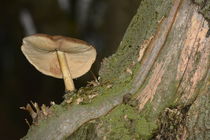 forest mushrooms von Sorin Lazar Photography