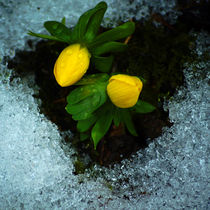 Zwei Gelbe Winterlinge im Schnee by Sabine Radtke
