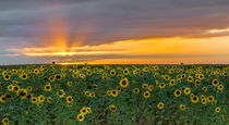 Rügen Sunflowers von Nick Wrobel