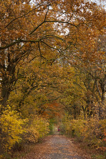 Wald im Herbst by gilidhor