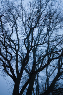 Baum im Nebel by gilidhor