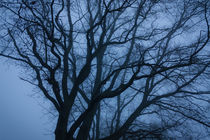Baum im Nebel von gilidhor