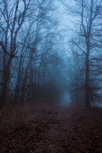 Wald im Nebel von gilidhor