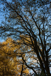 Bäume im Herbst von gilidhor