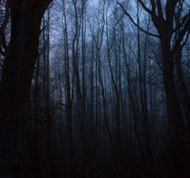 Wald im Nebel by gilidhor
