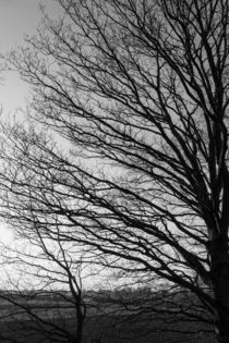 Baum in schwarz-weiß by gilidhor