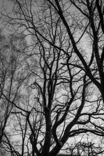 Baum in schwarz-weiß von gilidhor