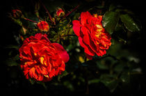 Rote Rosen von Marianne Drews