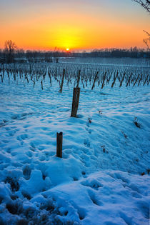 Sunset on snowy vineyard by Giordano Aita