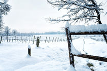 Snow on the vineyard by Giordano Aita
