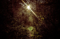 Der Weg zum Licht by Marianne Drews