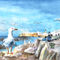 Essaouira-seagull-m