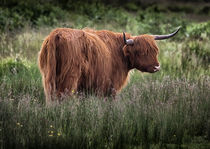 Highland long haired cattle by Leighton Collins