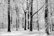 Snowy Beech Trees by David Tinsley