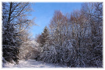 Winter Forest by mario-s