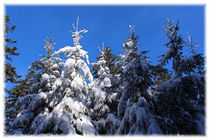 Winter Forest von mario-s