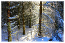 Winter Forest von mario-s